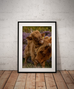 To buy a print or any of the below please click on the images